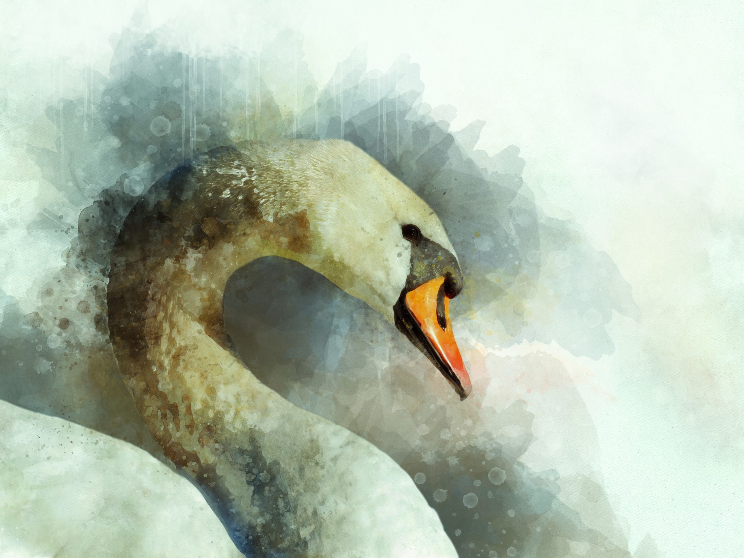 The Swan ⋆ Sanctuary of Brigid